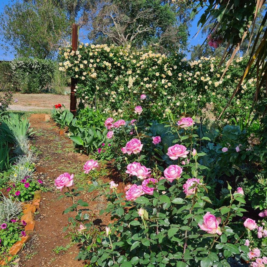 piccadilly farm cottage Lions River Esterno foto