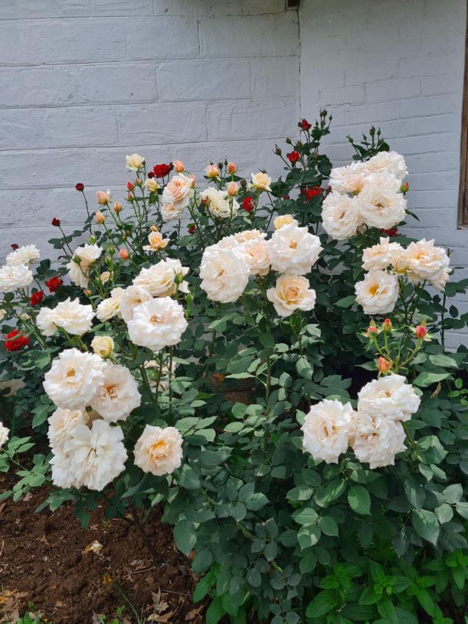 piccadilly farm cottage Lions River Esterno foto