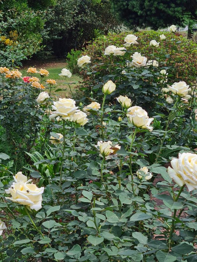 piccadilly farm cottage Lions River Esterno foto
